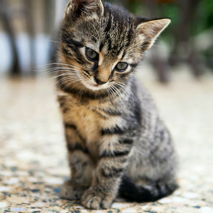 Tabby kitten sitting on the floor