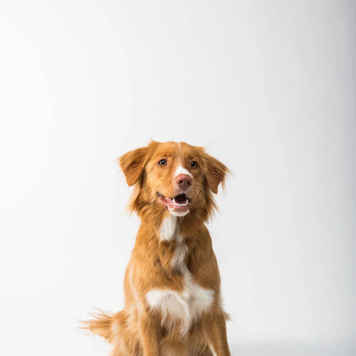 Happy dog sitting and looking up