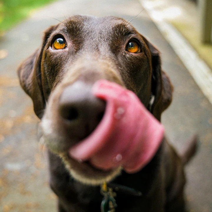 Chocolate labrador licking its nose