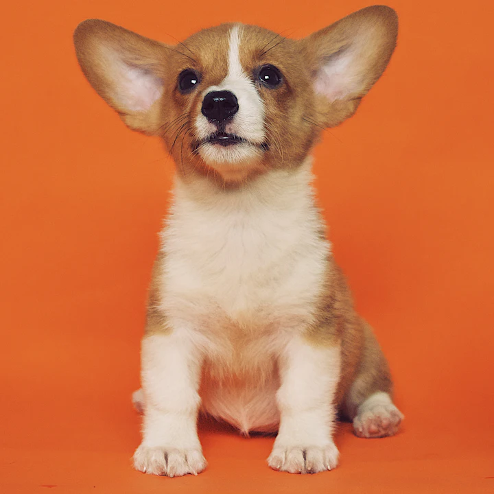 Corgi puppy with big ears